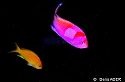 Pseudanthias cheirospilos-Pseudanthias pleurotaenia Moga Island Ridge 1-16m-20180529-Denis-ADER-DSC_1743_tn
